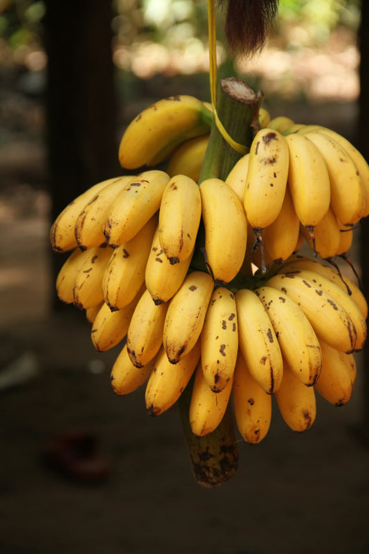 Bananes